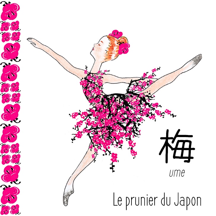 Ume (Fleur Japonaise) : Le prunier du Japon